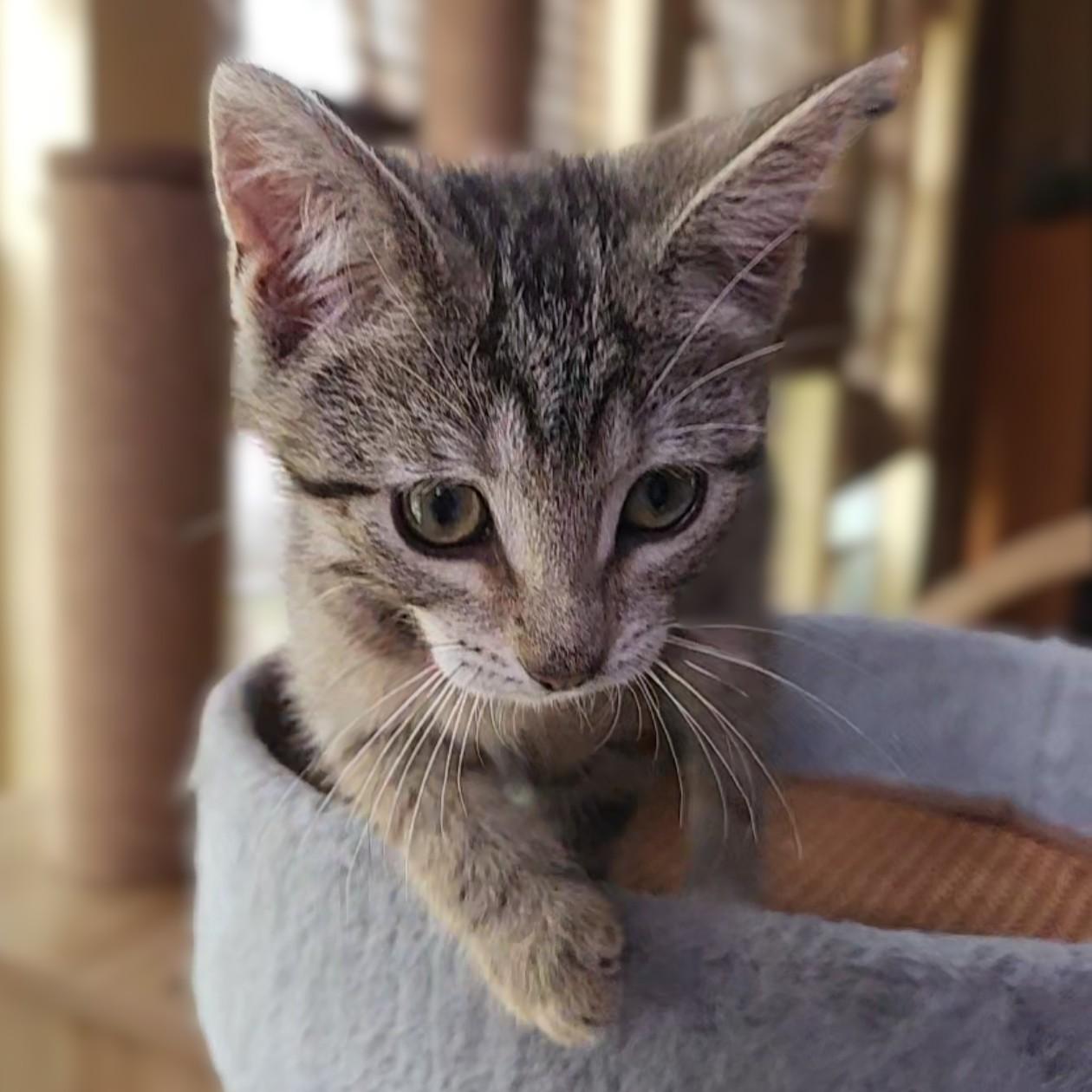 Pinkie, a Adoptable Domestic Short Hair in Allen, TX image 5/6