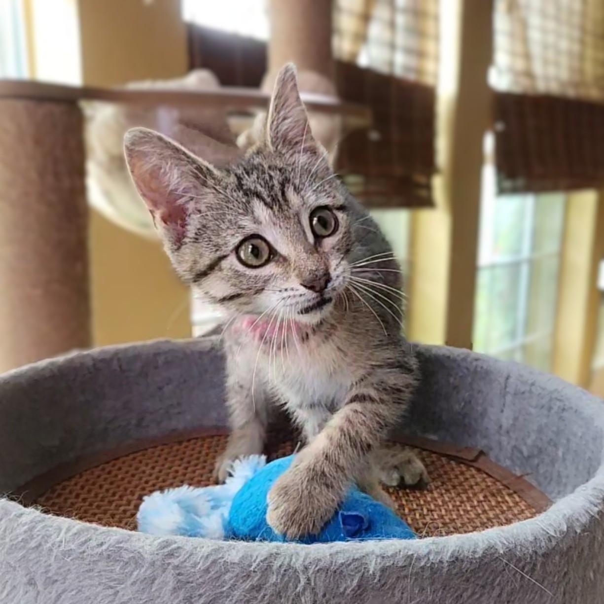 Pinkie, Adoptable, Kitten Female Domestic Short Hair.