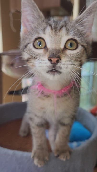 Enlarge Pinkie, a Adoptable Domestic Short Hair in Allen, TX video 6/6