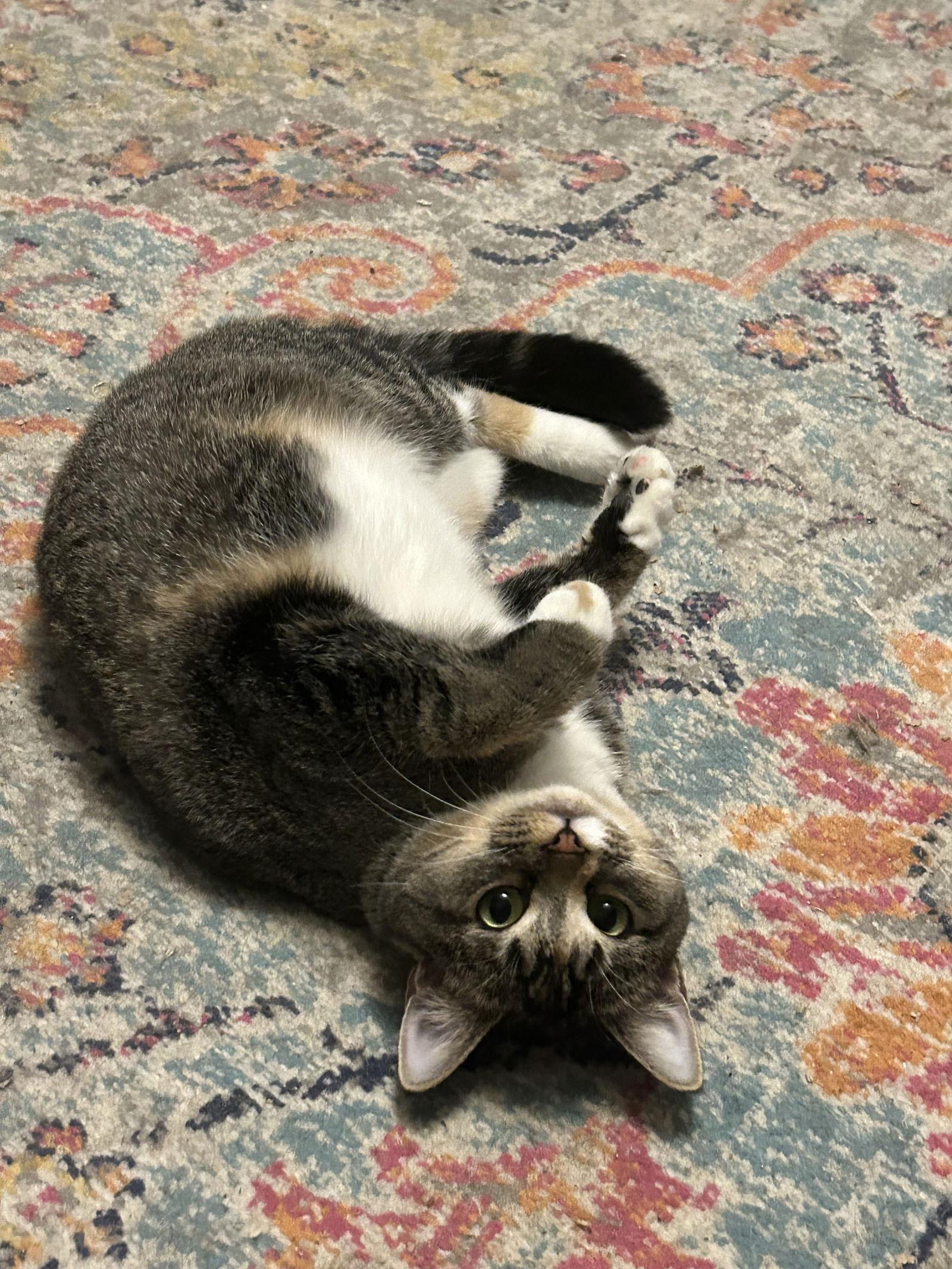 Buttercup aka Blinkie, a Adoptable Domestic Short Hair in Ellicott City, MD image 1/3