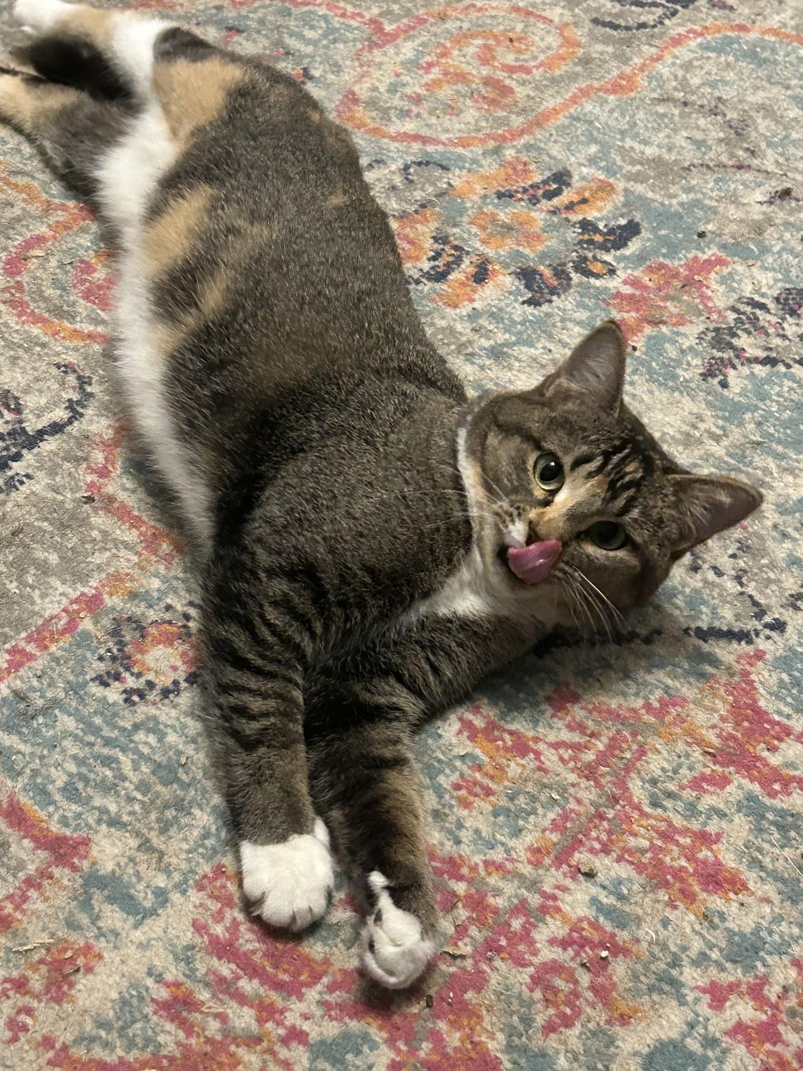 Buttercup aka Blinkie, a Adoptable Domestic Short Hair in Ellicott City, MD image 2/3