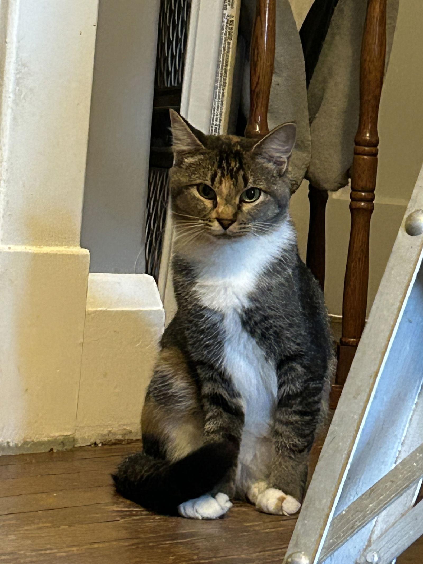 Buttercup aka Blinkie, a Adoptable Domestic Short Hair in Ellicott City, MD image 3/3