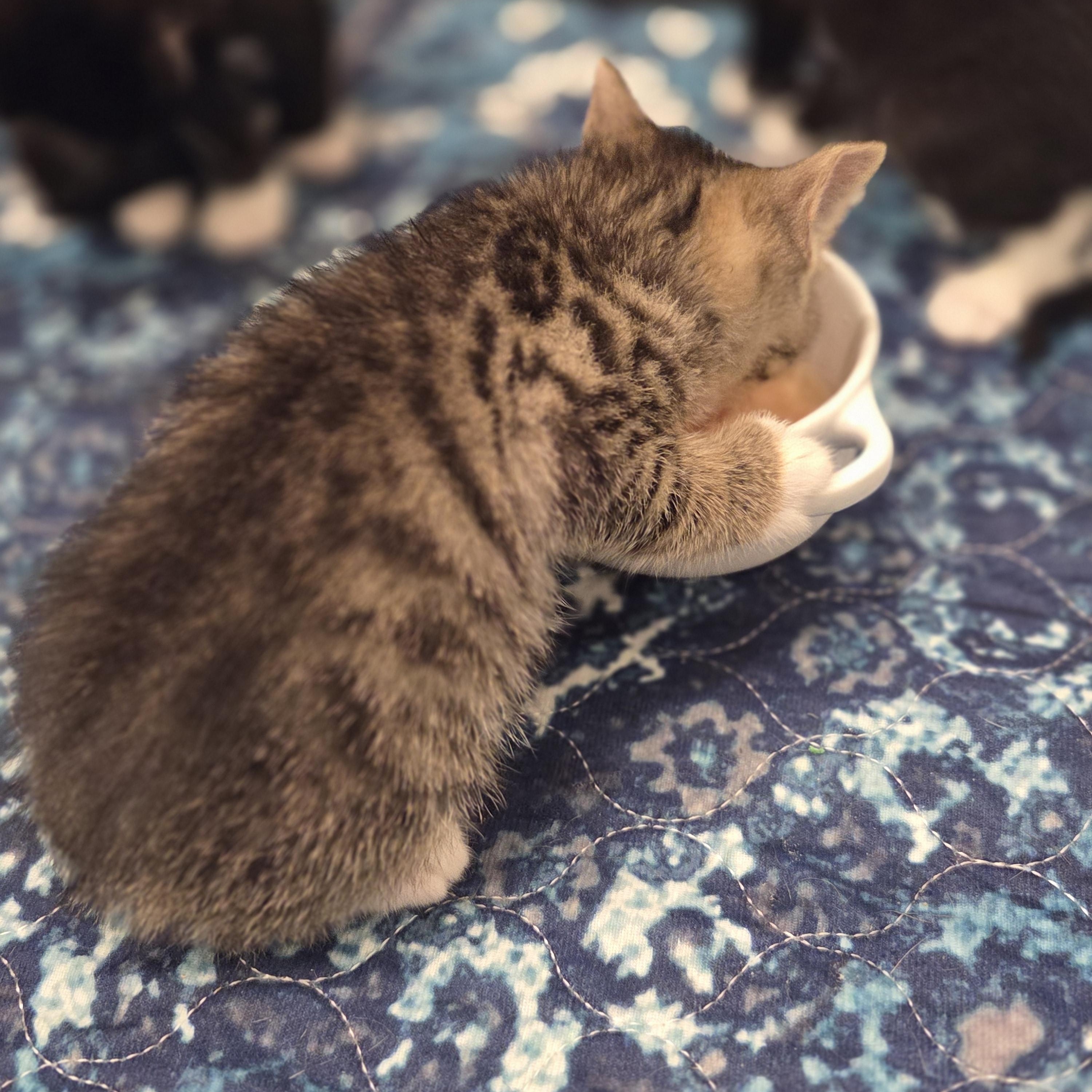 Enlarge Mikey, an adopted Tabby in Bayonne, NJ image 3/4