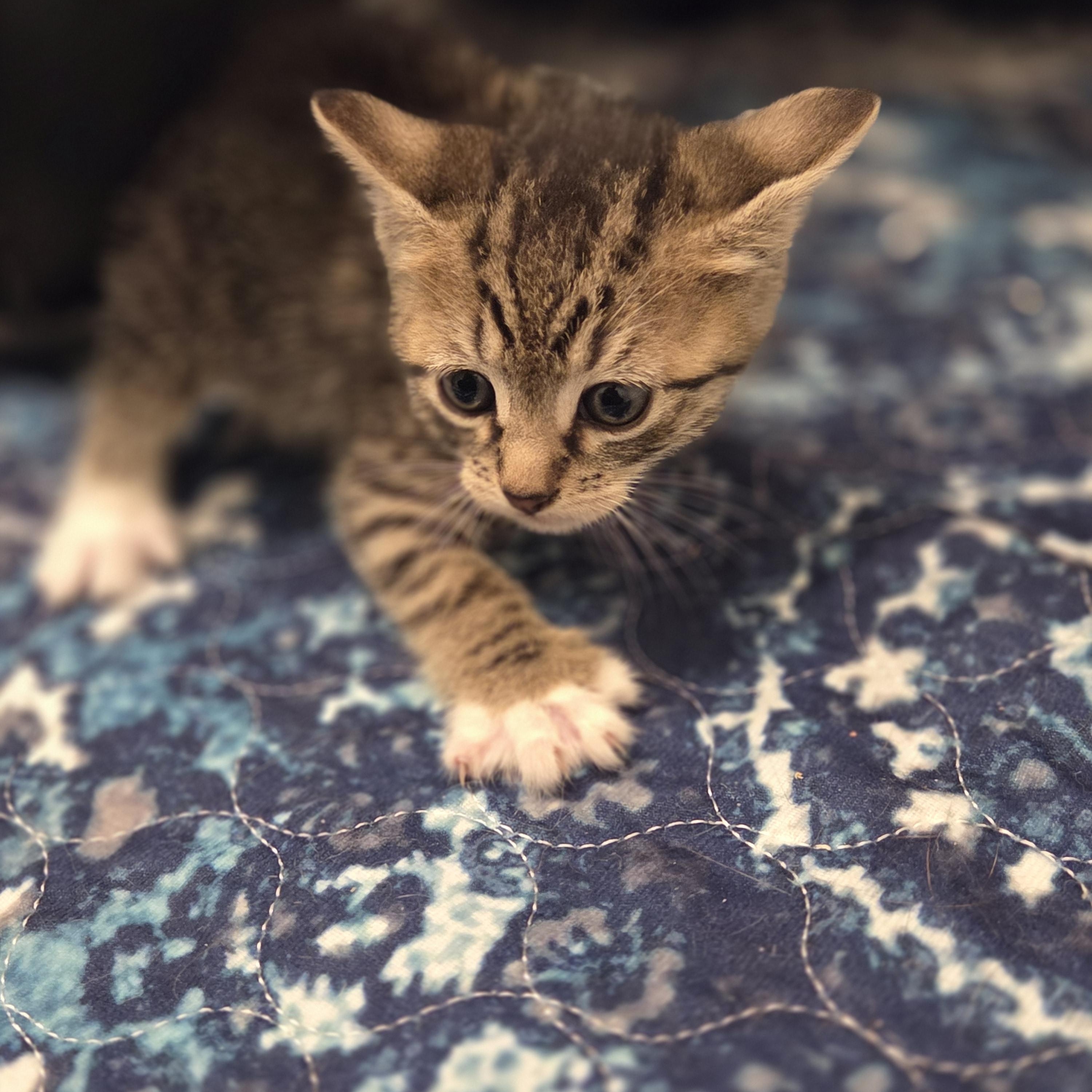 Enlarge Mikey, an adopted Tabby in Bayonne, NJ image 2/4