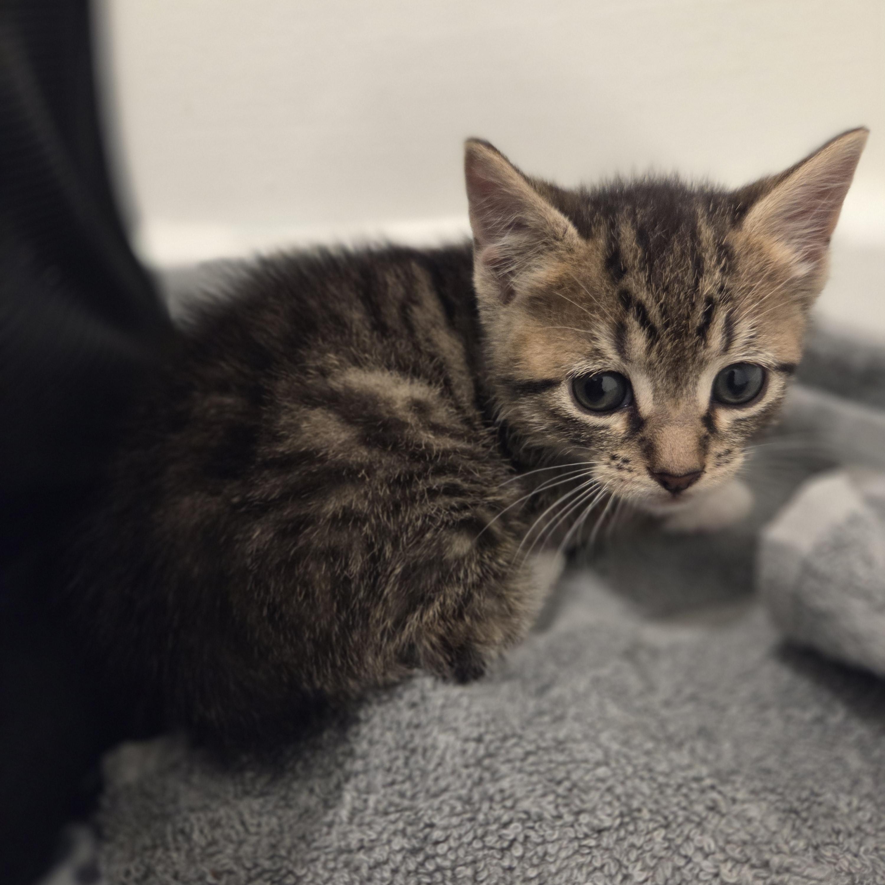 Enlarge Mikey, an adopted Tabby in Bayonne, NJ image 1/4