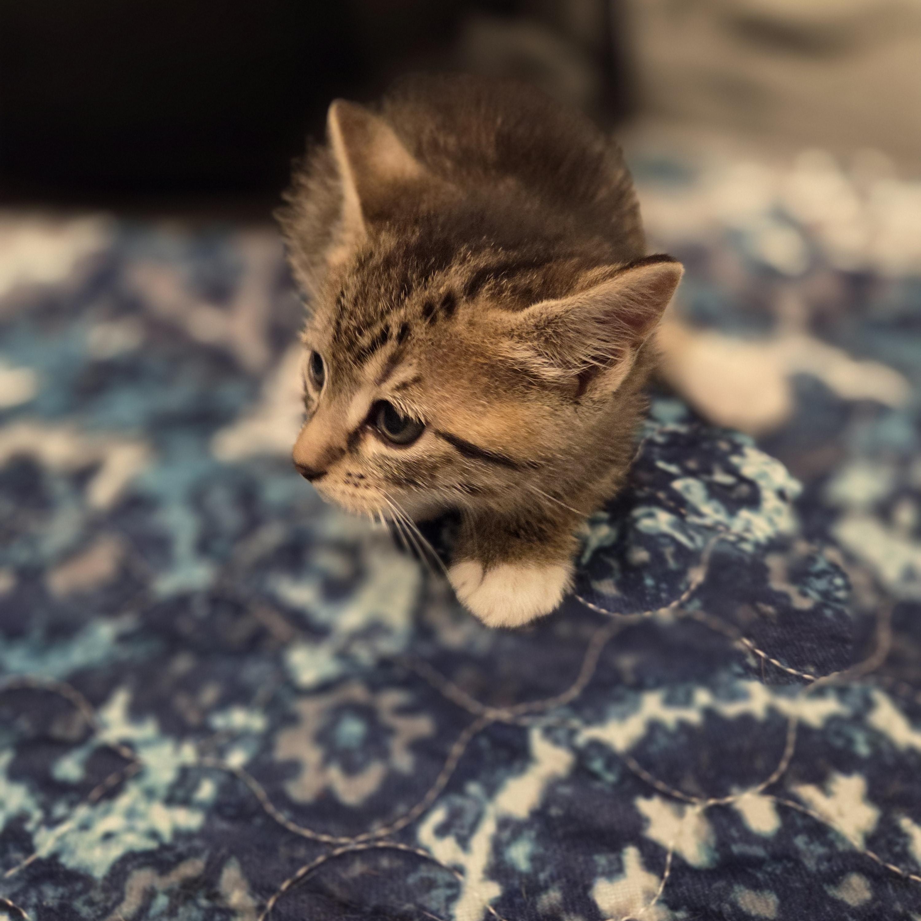 Enlarge Mikey, an adopted Tabby in Bayonne, NJ image 4/4