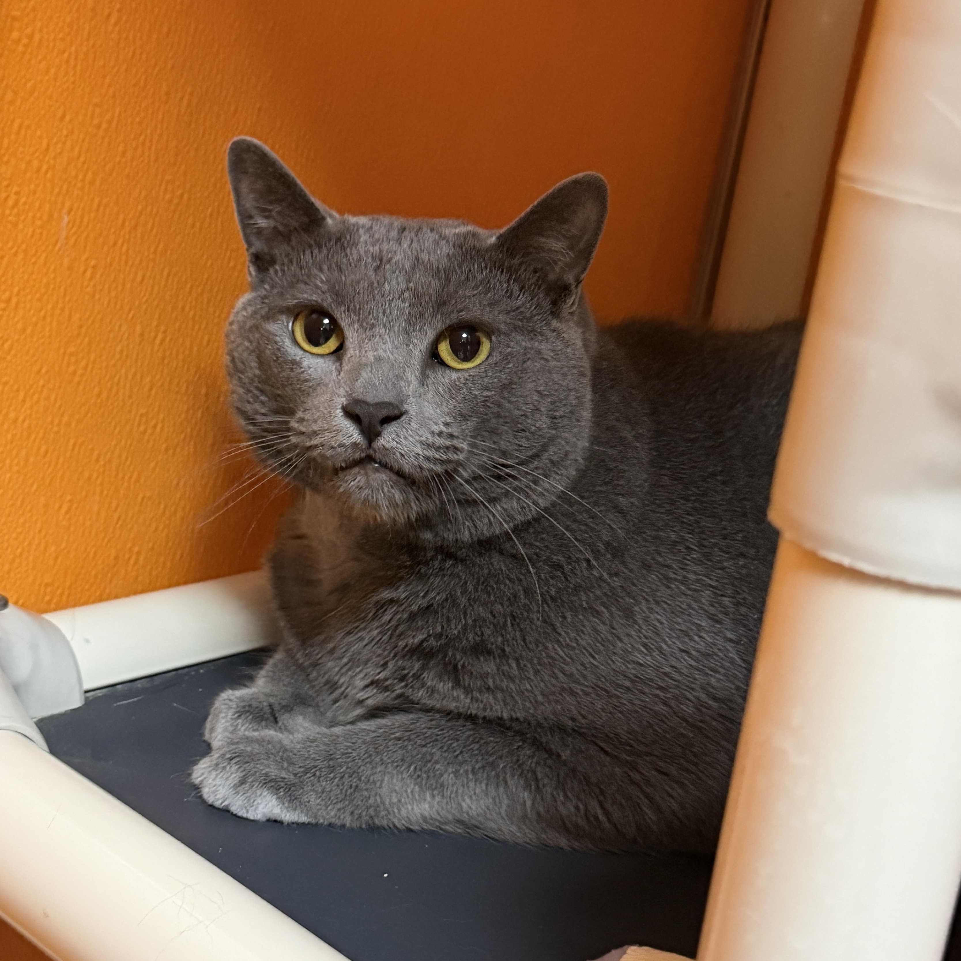 Enlarge Fritz **Declawed**, an adopted Domestic Short Hair in Elyria, OH image 2/3