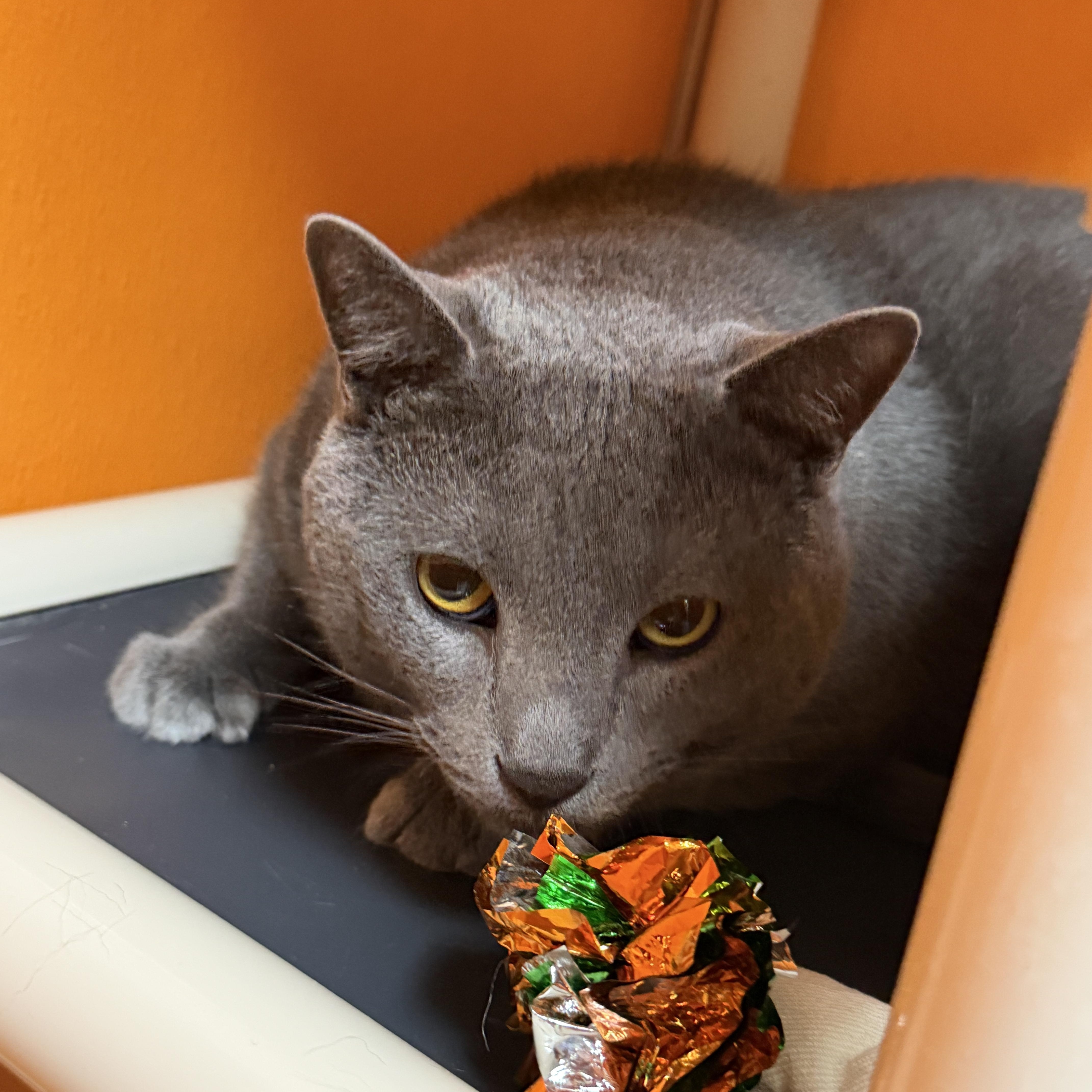 Enlarge Fritz **Declawed**, an adopted Domestic Short Hair in Elyria, OH image 3/3