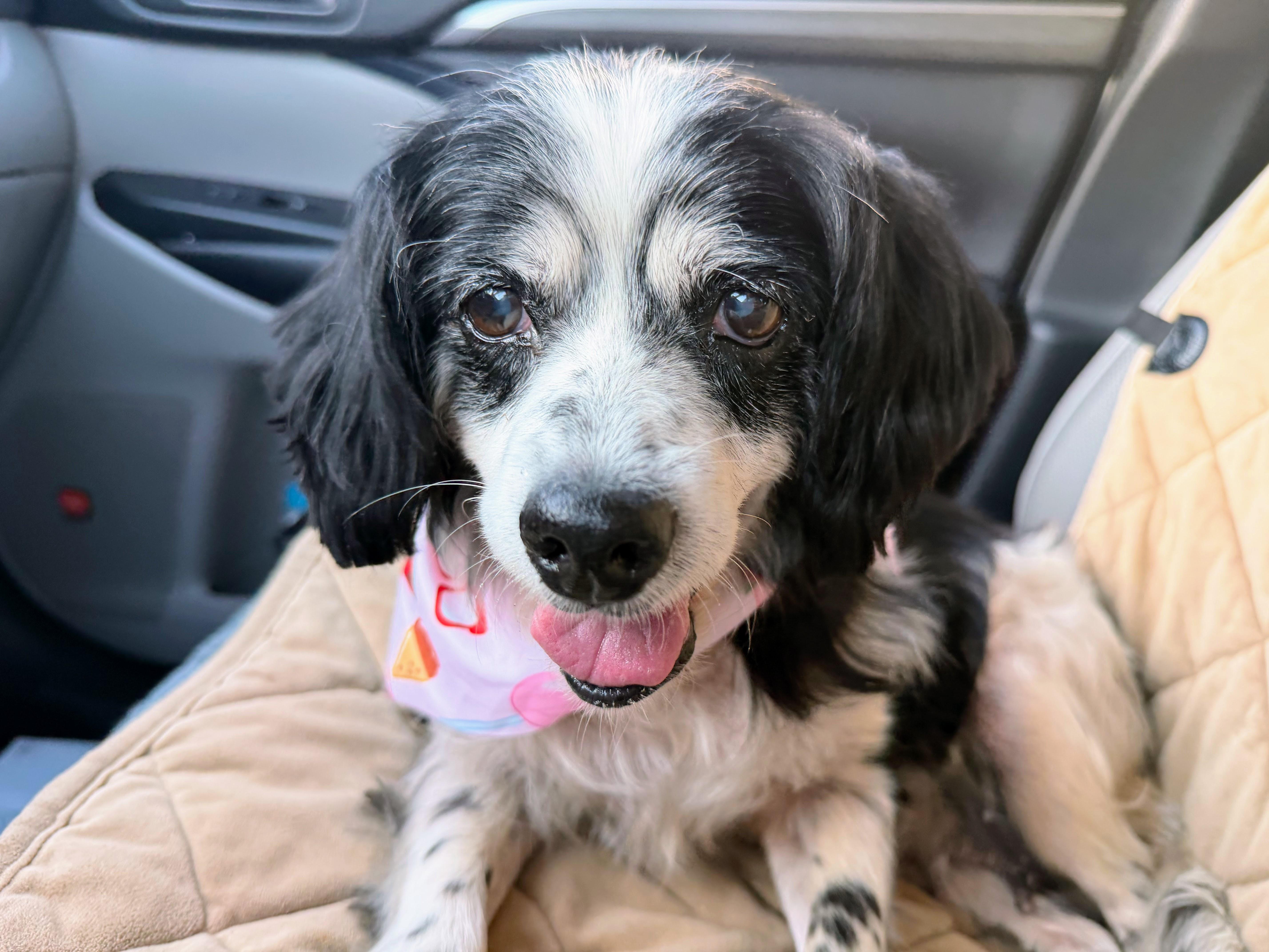 Dinah, Adoptable, Senior Female Cocker Spaniel.