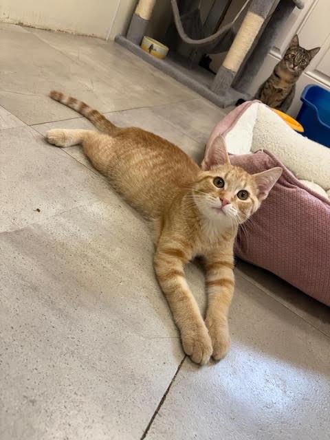 Enlarge Fanta, a Adoptable Tabby in Centralia, IL image 3/3
