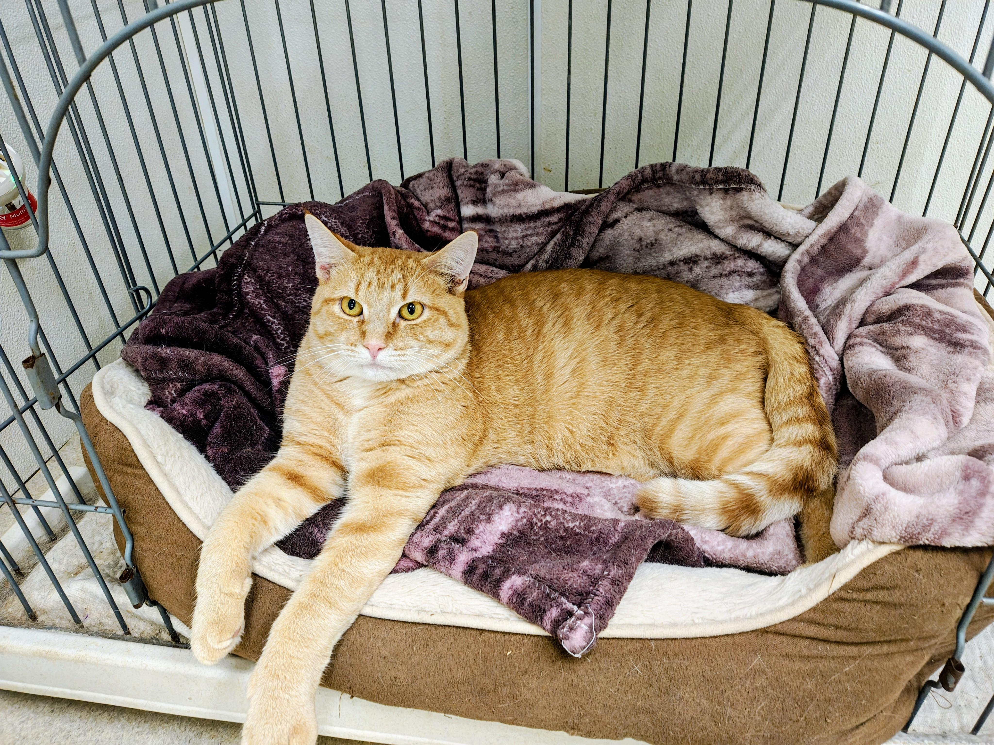 Fanta, Adoptable, Young Male Tabby.
