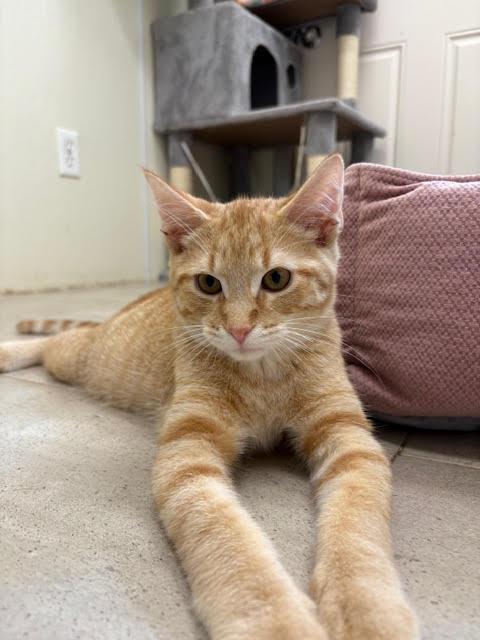 Enlarge Fanta, a Adoptable Tabby in Centralia, IL image 2/3