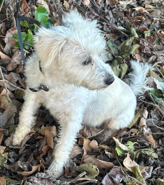 EDNA, an adopted mixed breed in Bell Gardens, CA image 3/6