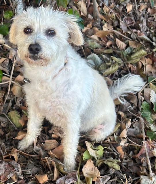 EDNA, adopted, Young Female Schnoodle.