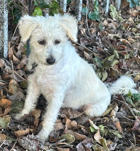 EDNA, an adopted mixed breed in Bell Gardens, CA image 2/6
