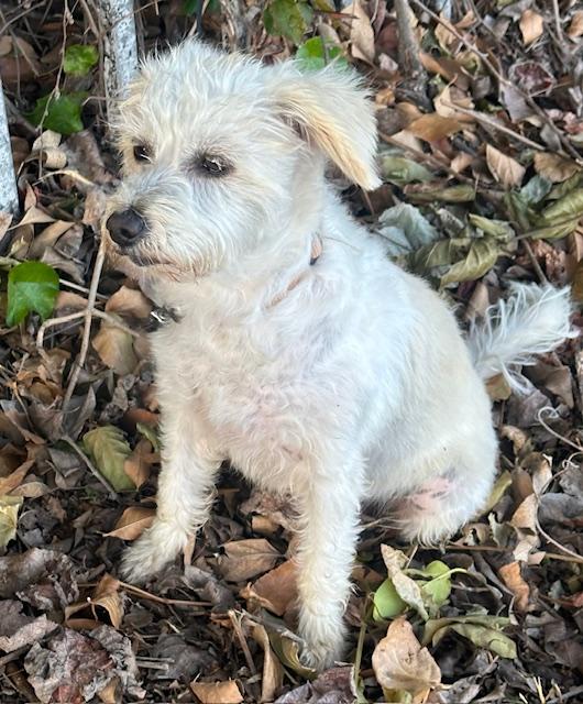 EDNA, an adopted mixed breed in Bell Gardens, CA image 4/6