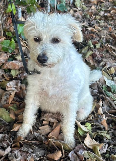 EDNA, an adopted mixed breed in Bell Gardens, CA image 6/6