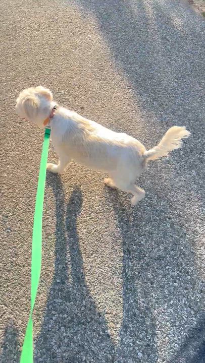 Enlarge EDNA, an adopted mixed breed in Bell Gardens, CA video 5/6