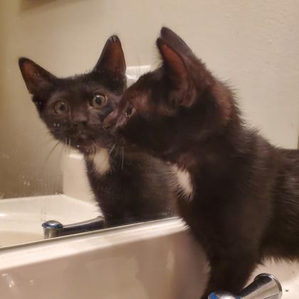 Phillips, Adoptable, Kitten Male Domestic Short Hair & Domestic Short Hair.