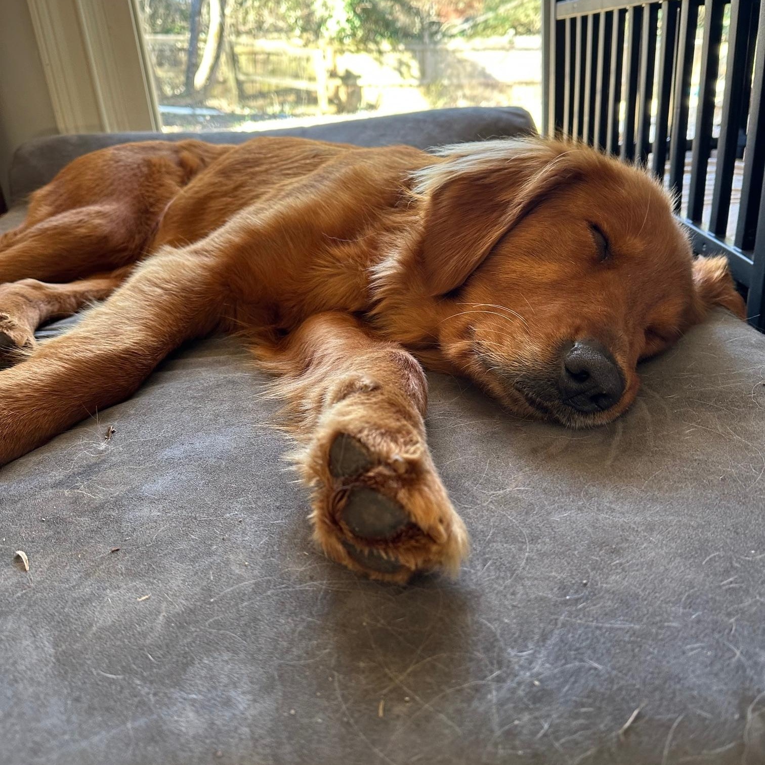 Enlarge Polly, a ADOPTABLE Golden Retriever in Atlanta, GA image 2/5