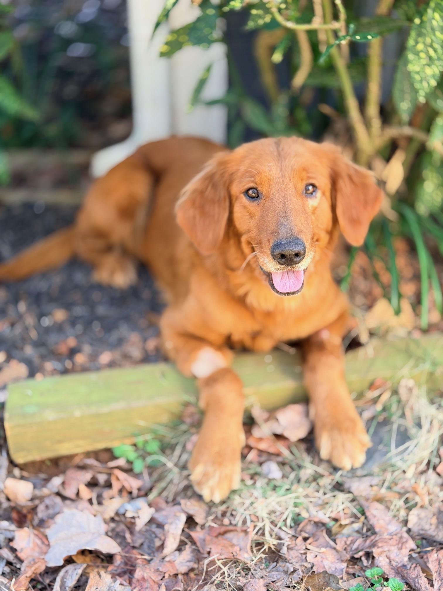 Enlarge Polly, a ADOPTABLE Golden Retriever in Atlanta, GA image 1/5