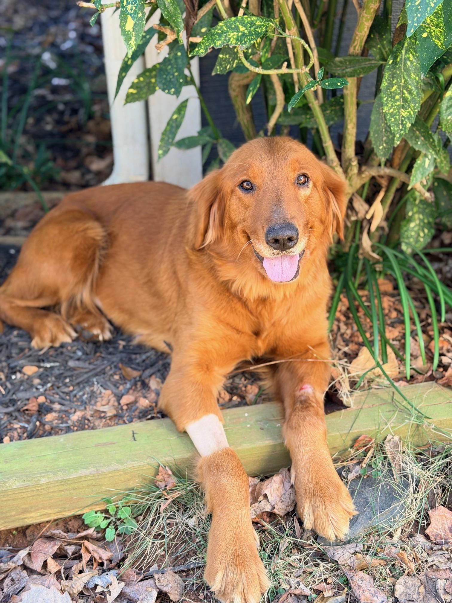 Enlarge Polly, a ADOPTABLE Golden Retriever in Atlanta, GA image 4/5