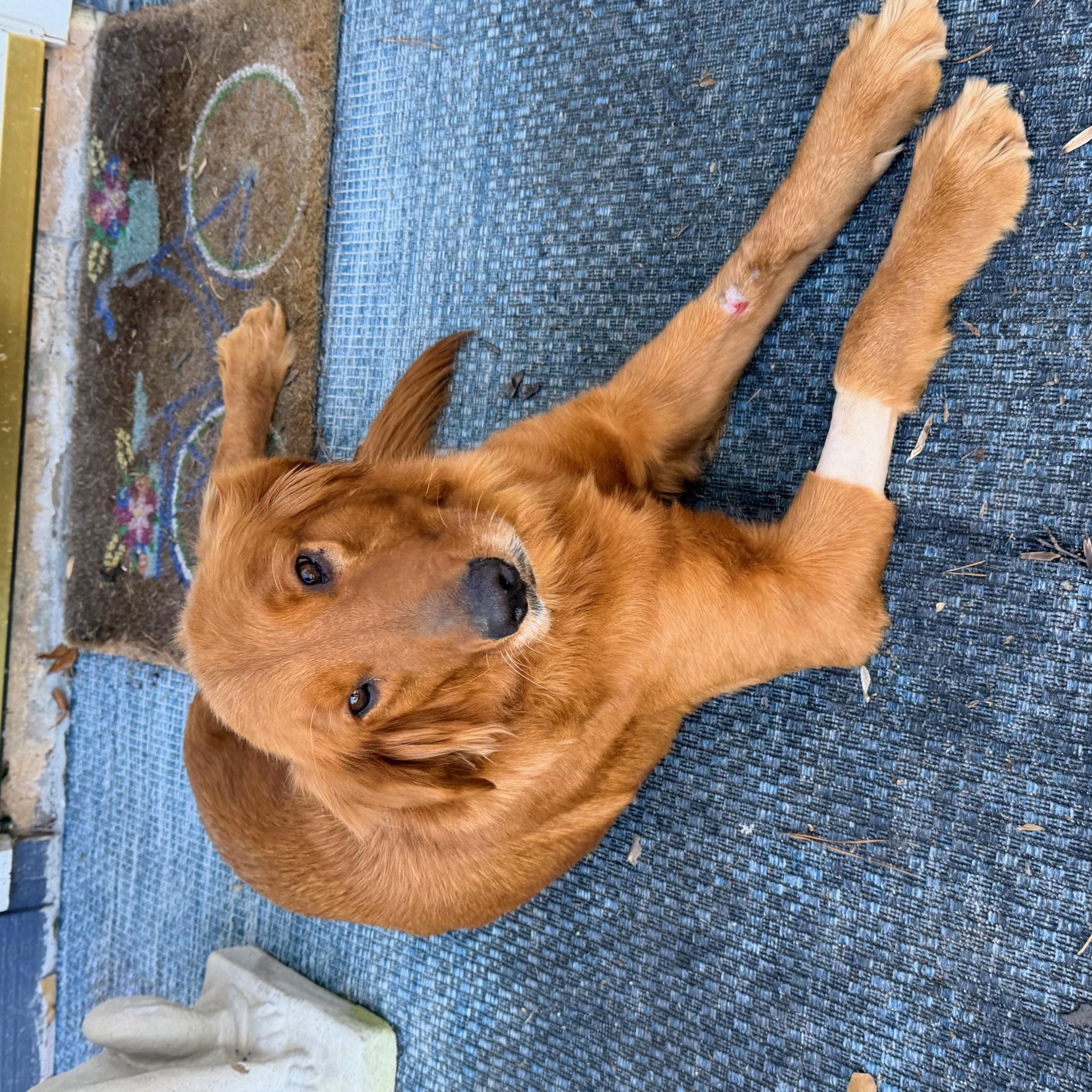Enlarge Polly, a ADOPTABLE Golden Retriever in Atlanta, GA image 5/5