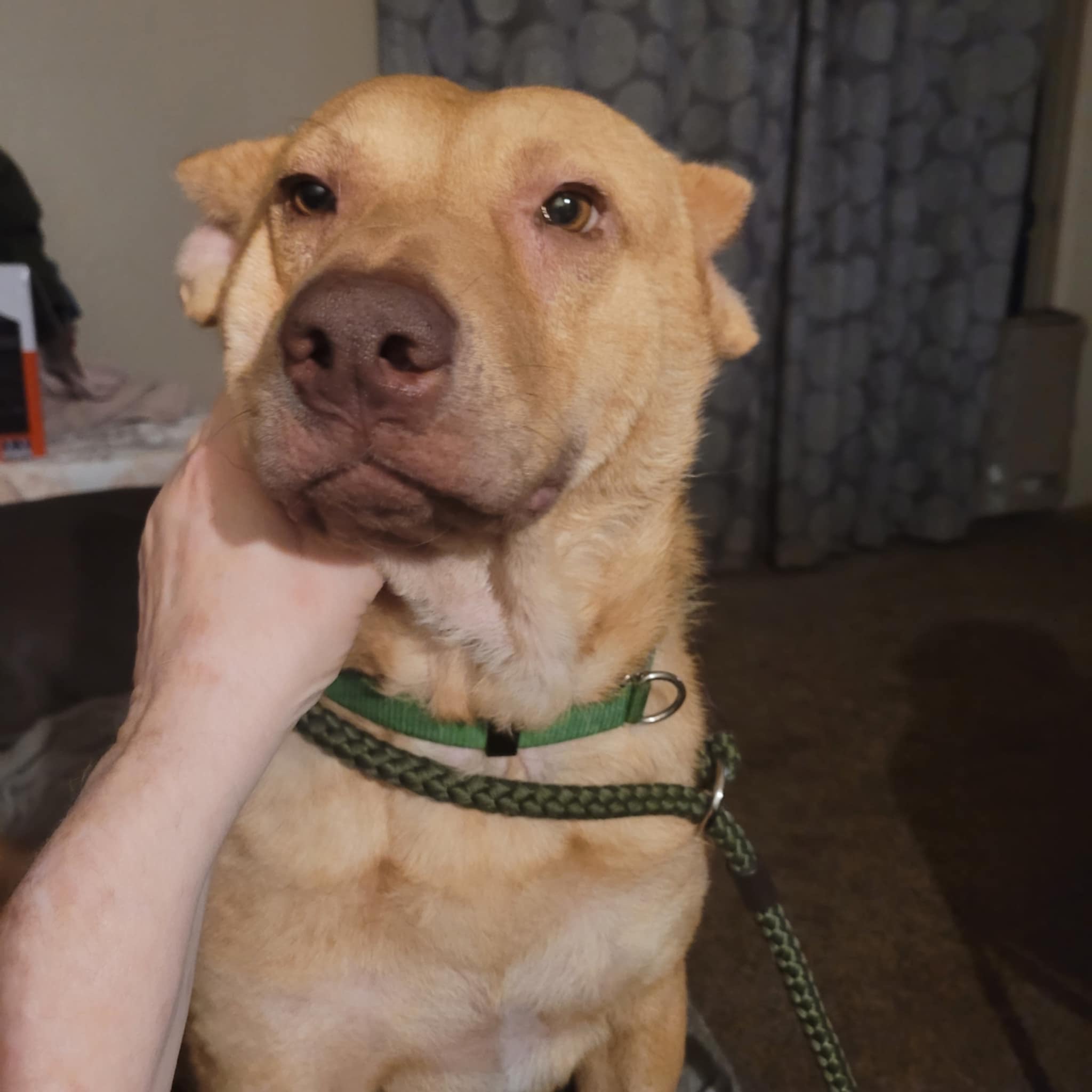 DIEGO-foster needed ASAP! Watch the video!