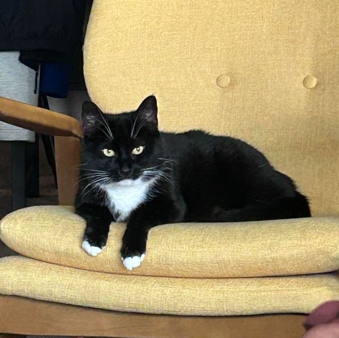 Enlarge Princess, a Adoptable Tuxedo in Perth Amboy , NJ image 1/6