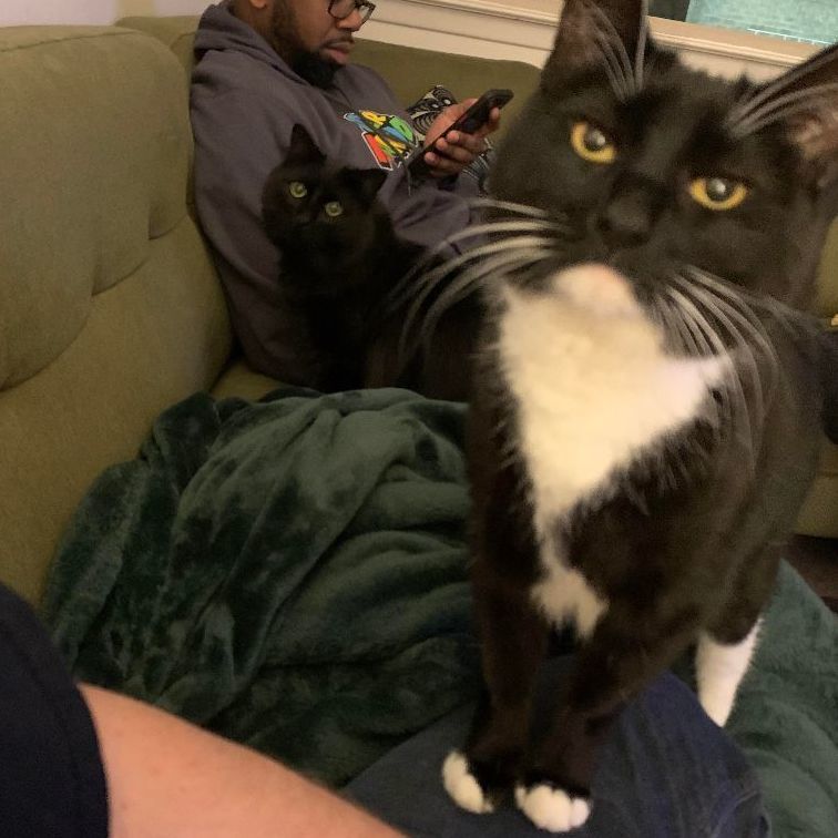 Enlarge Princess, a Adoptable Tuxedo in Perth Amboy , NJ image 6/6