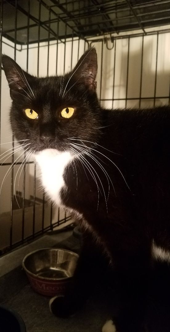Enlarge Princess, a Adoptable Tuxedo in Perth Amboy , NJ image 5/6