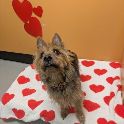 Darren, adopted, Senior Male Australian Terrier.