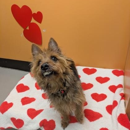 Enlarge Darren, an adopted mixed breed in Bellingham, WA image 3/3