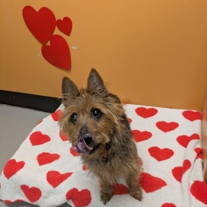 Enlarge Darren, an adopted mixed breed in Bellingham, WA image 2/3