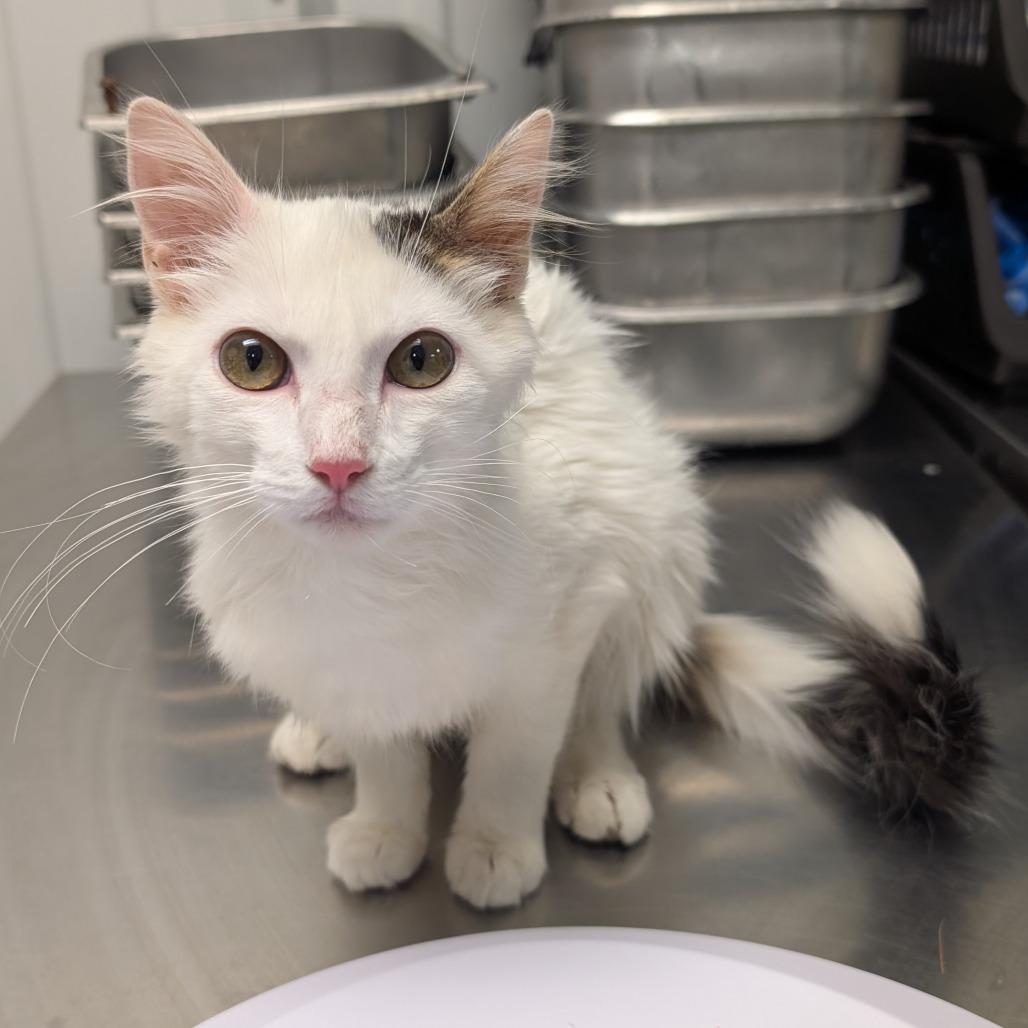 Elphaba, a Adoptable Domestic Long Hair in Emporia, KS image 1/3