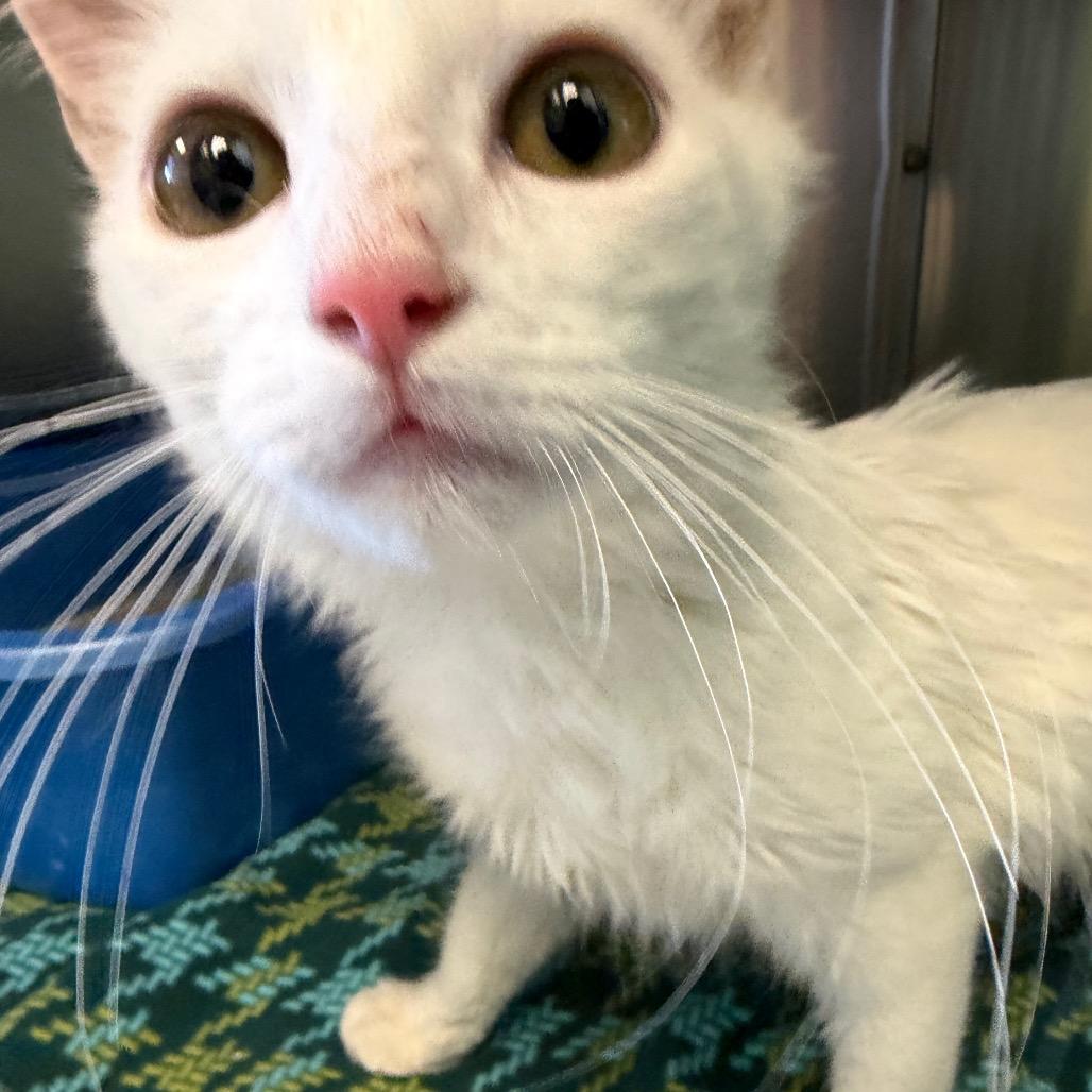 Elphaba, a Adoptable Domestic Long Hair in Emporia, KS image 2/3