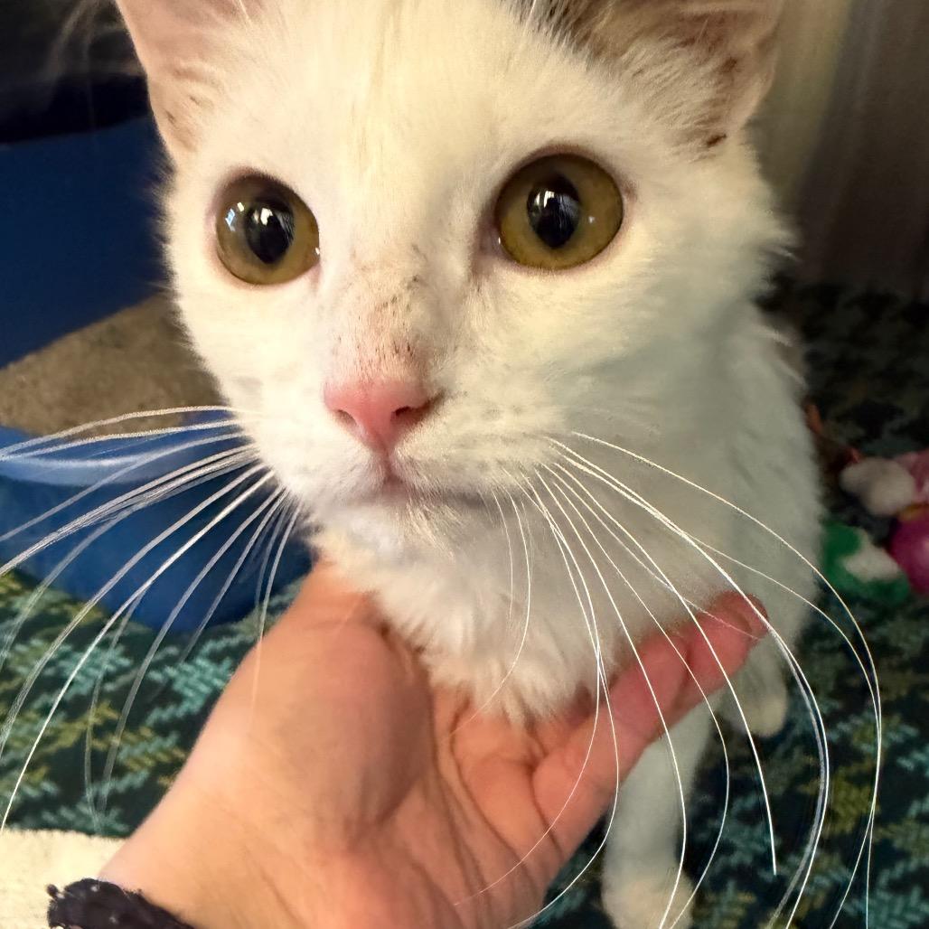 Elphaba, a Adoptable Domestic Long Hair in Emporia, KS image 3/3