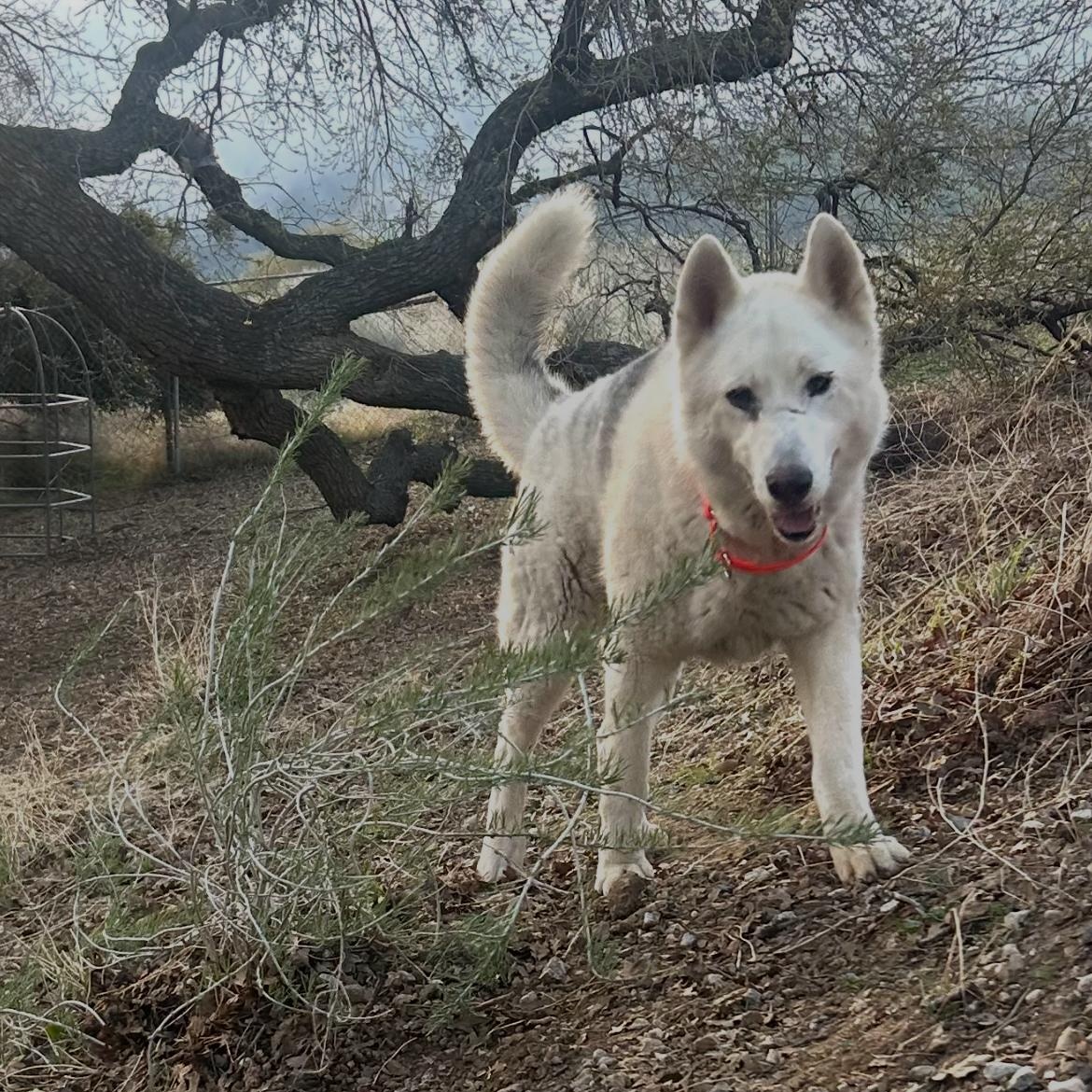 Enlarge DAKOTA, a Adoptable Siberian Husky in Lebec, CA image 1/1