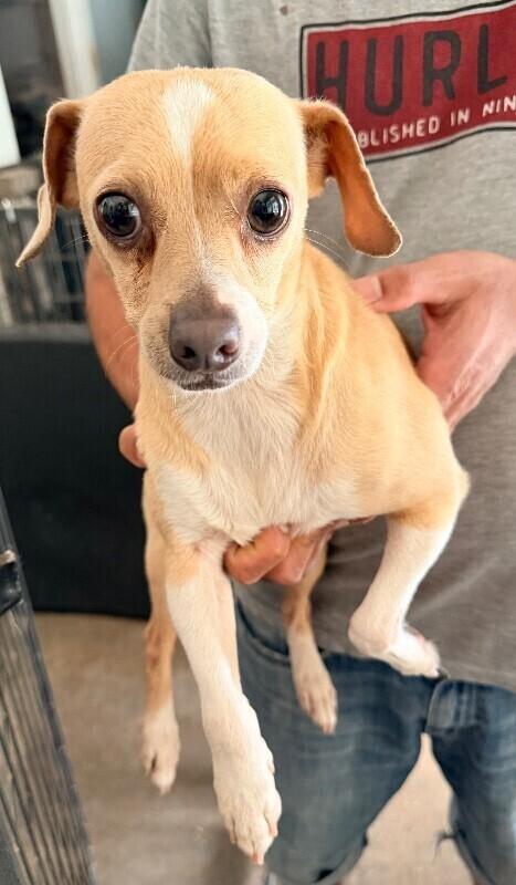 Larry, Adoptable, Adult Male Chihuahua.