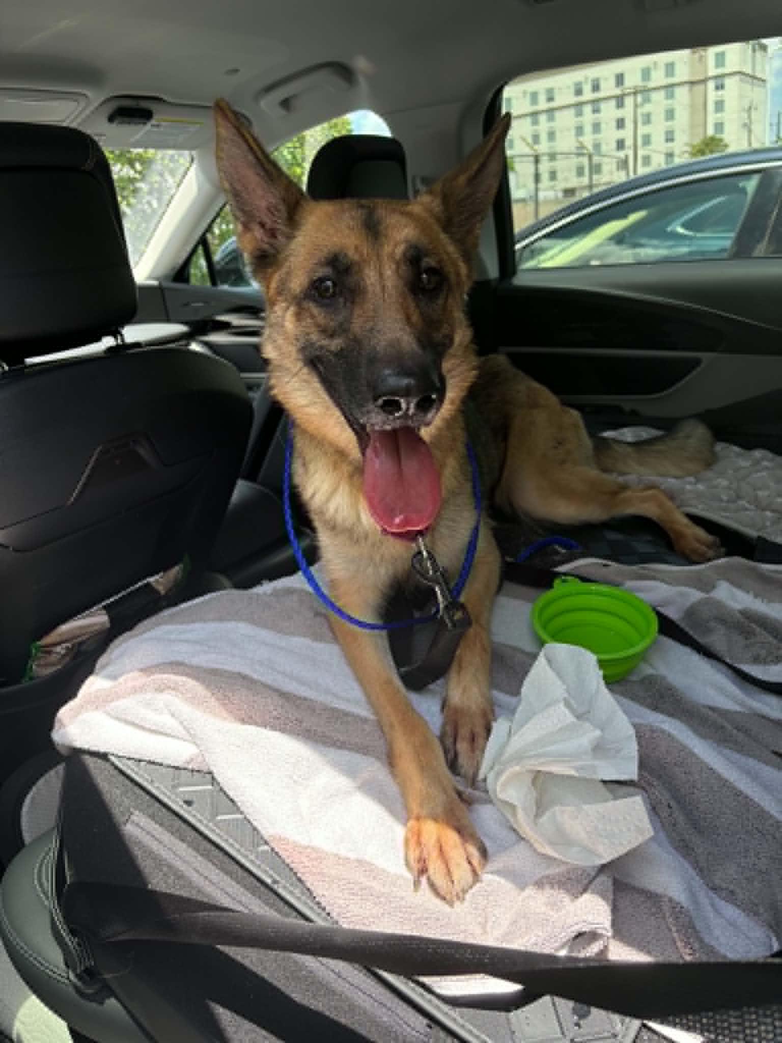 Mila 3171, Adoptable, Young Female German Shepherd Dog.