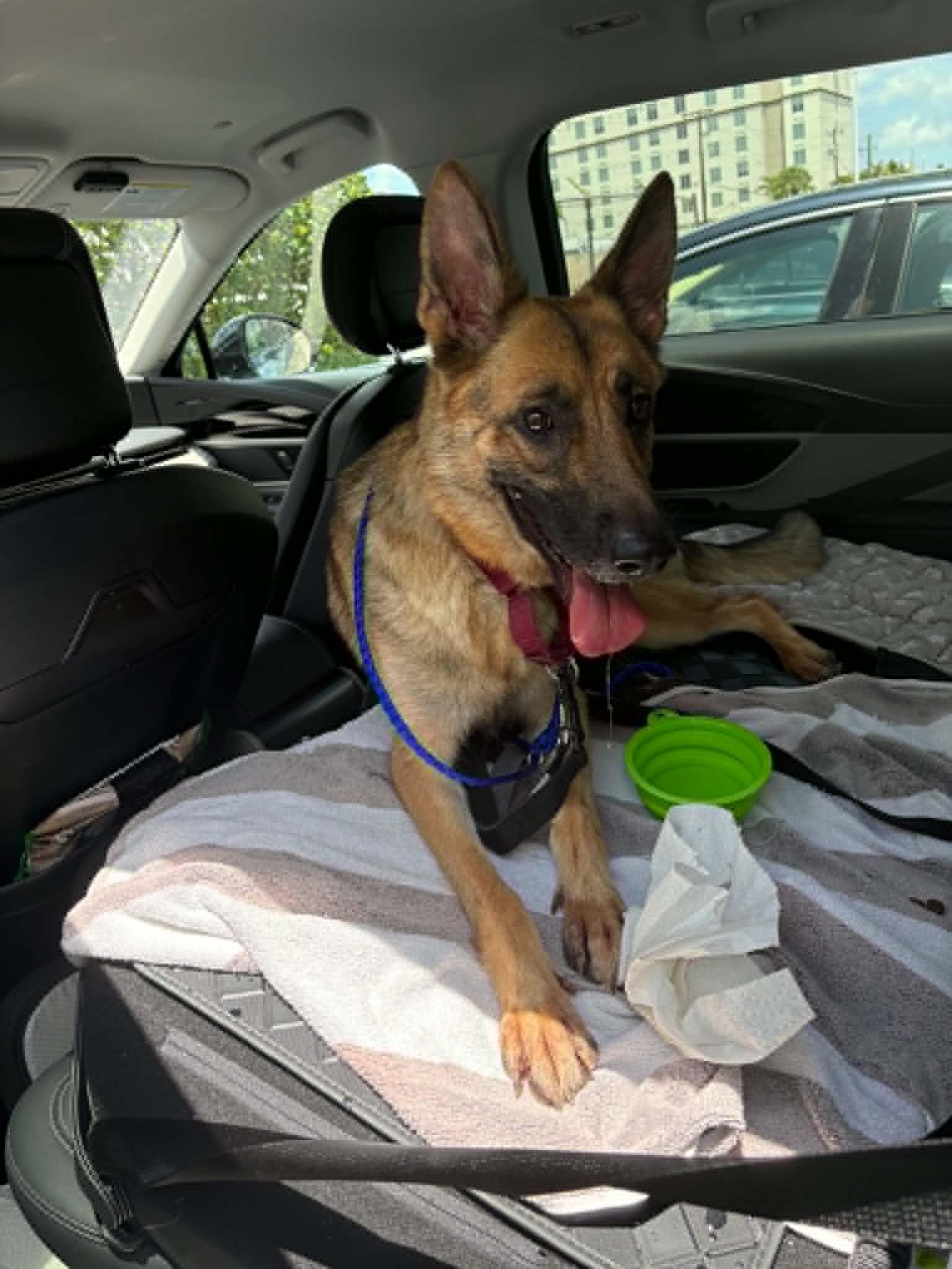 Enlarge Mila 3171, a Adoptable German Shepherd Dog in Pompano Beach, FL image 2/3