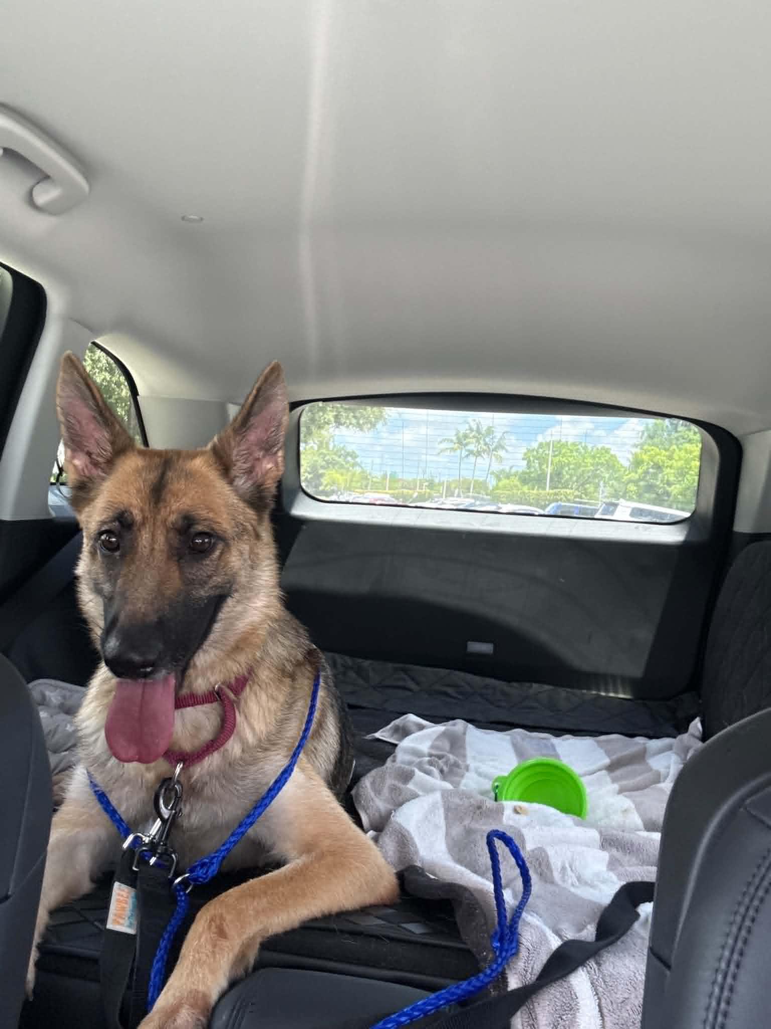 Enlarge Mila 3171, a Adoptable German Shepherd Dog in Pompano Beach, FL image 3/3