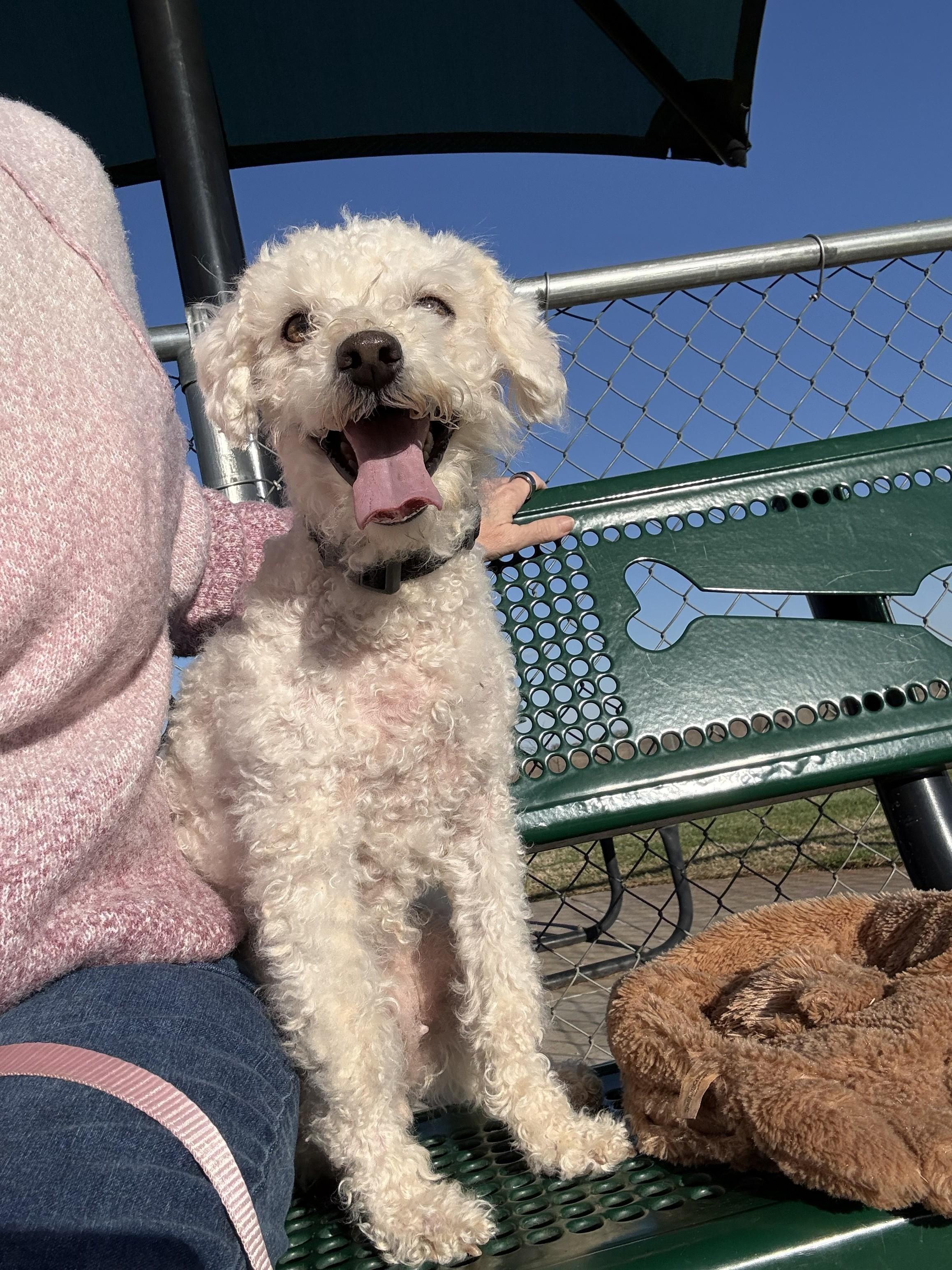 Enlarge Riley, an adopted Maltipoo in Yukon, OK image 3/4