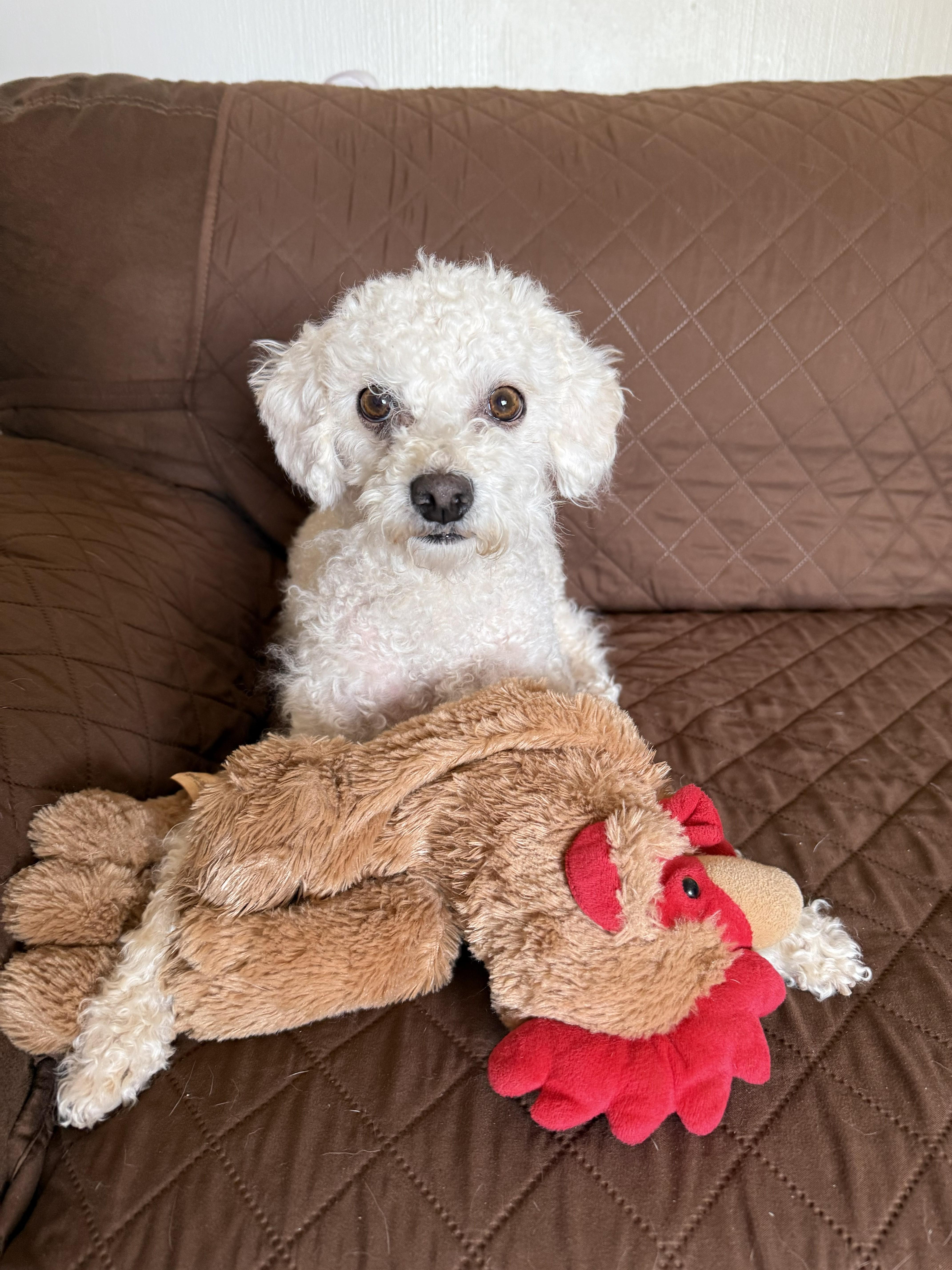 Riley, adopted, Adult Female Maltipoo.