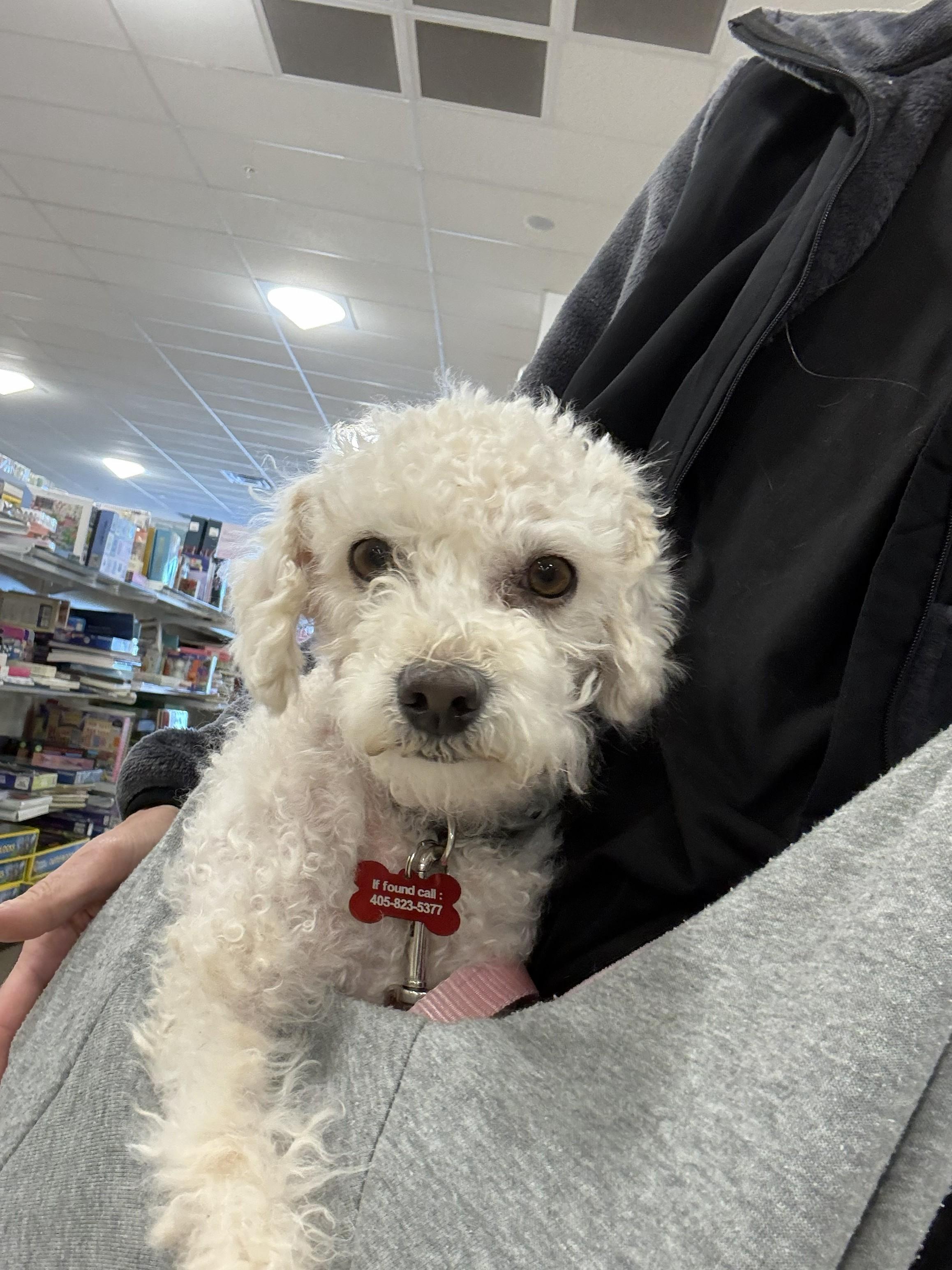 Enlarge Riley, an adopted Maltipoo in Yukon, OK image 2/4