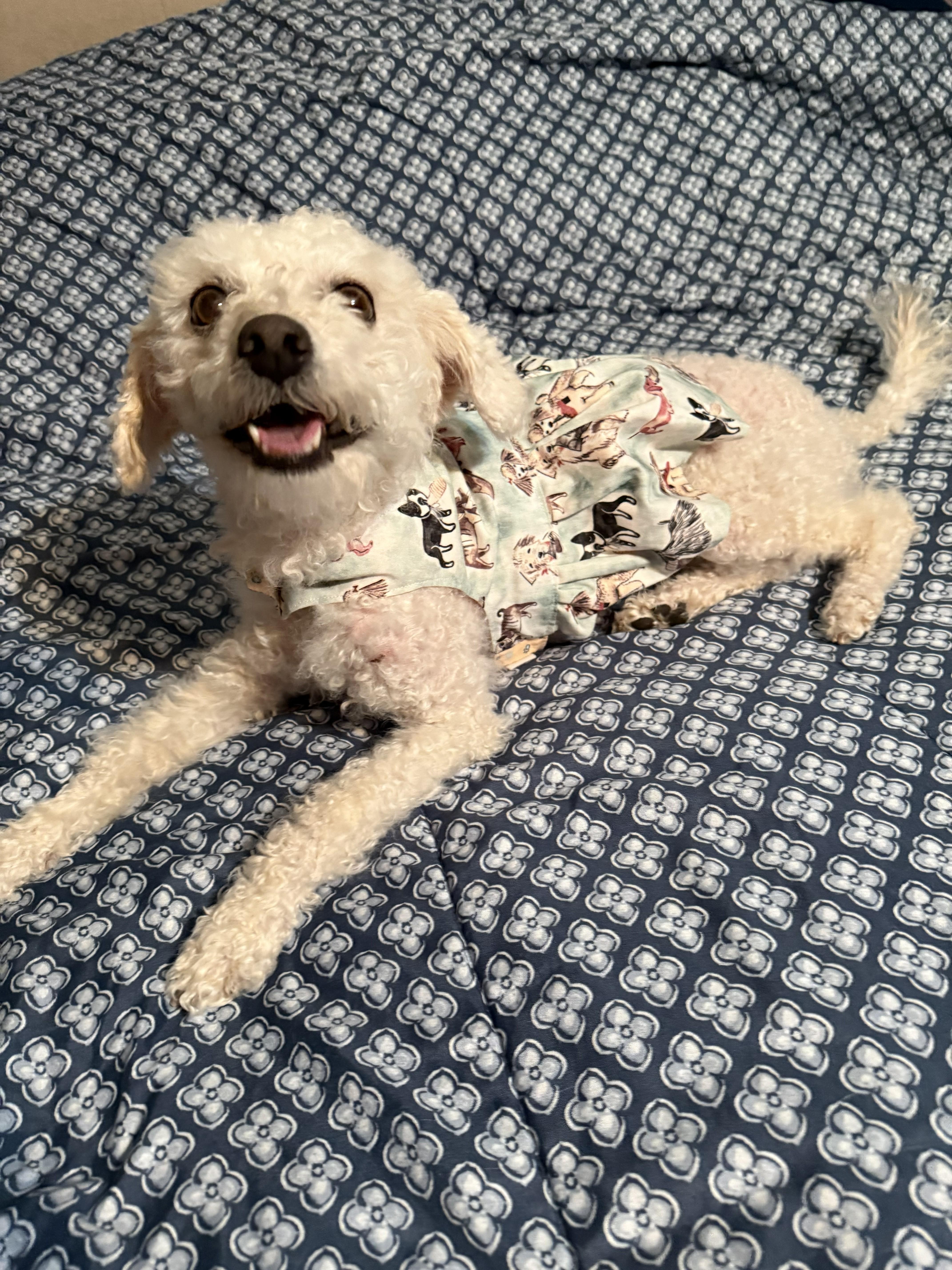 Enlarge Riley, an adopted Maltipoo in Yukon, OK image 4/4