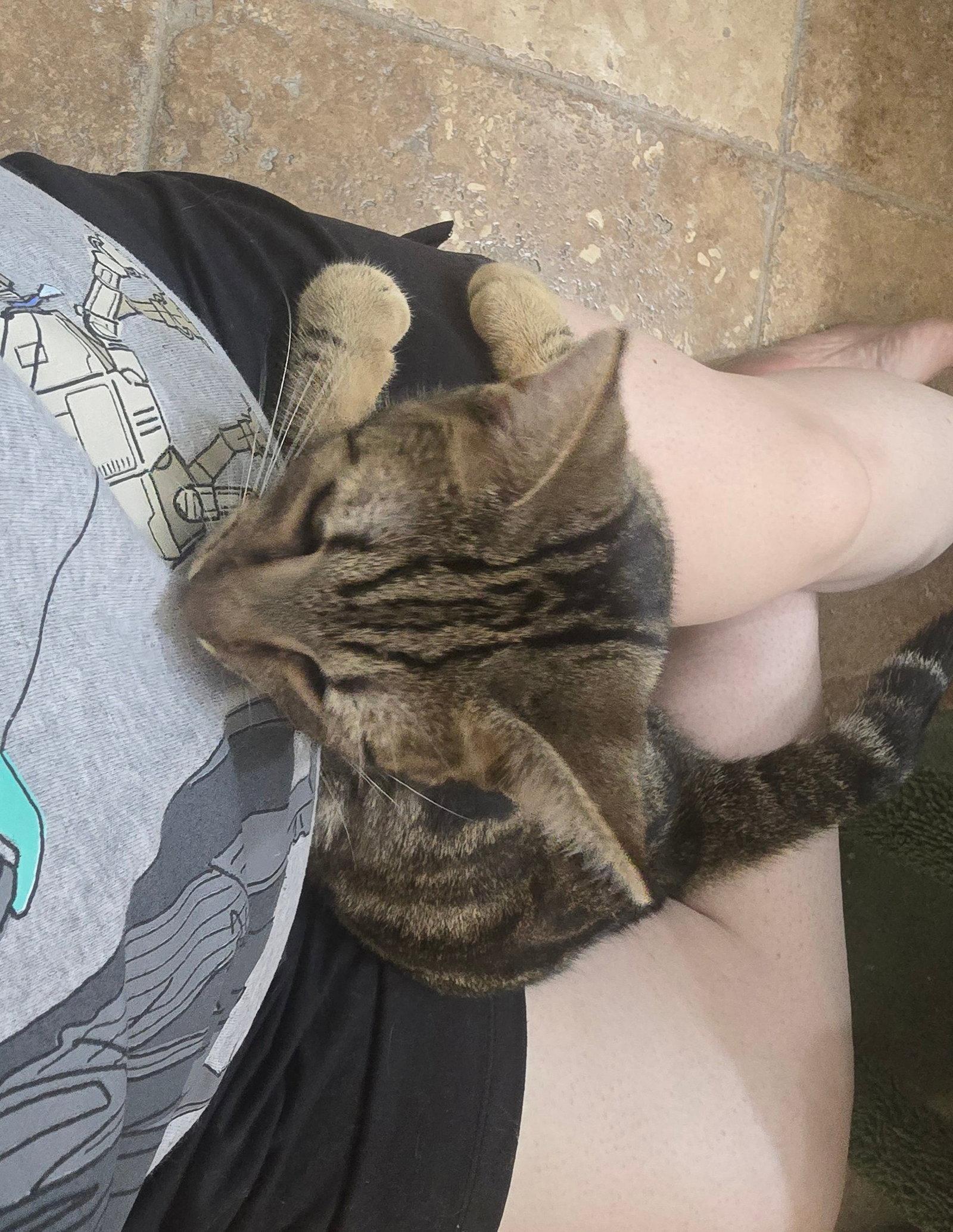 Chico, Adoptable, Young Male Domestic Short Hair.