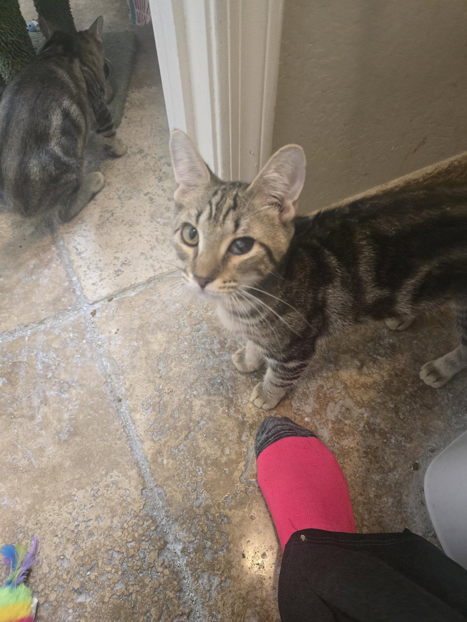 Chico, Adoptable, Young Male Domestic Short Hair.