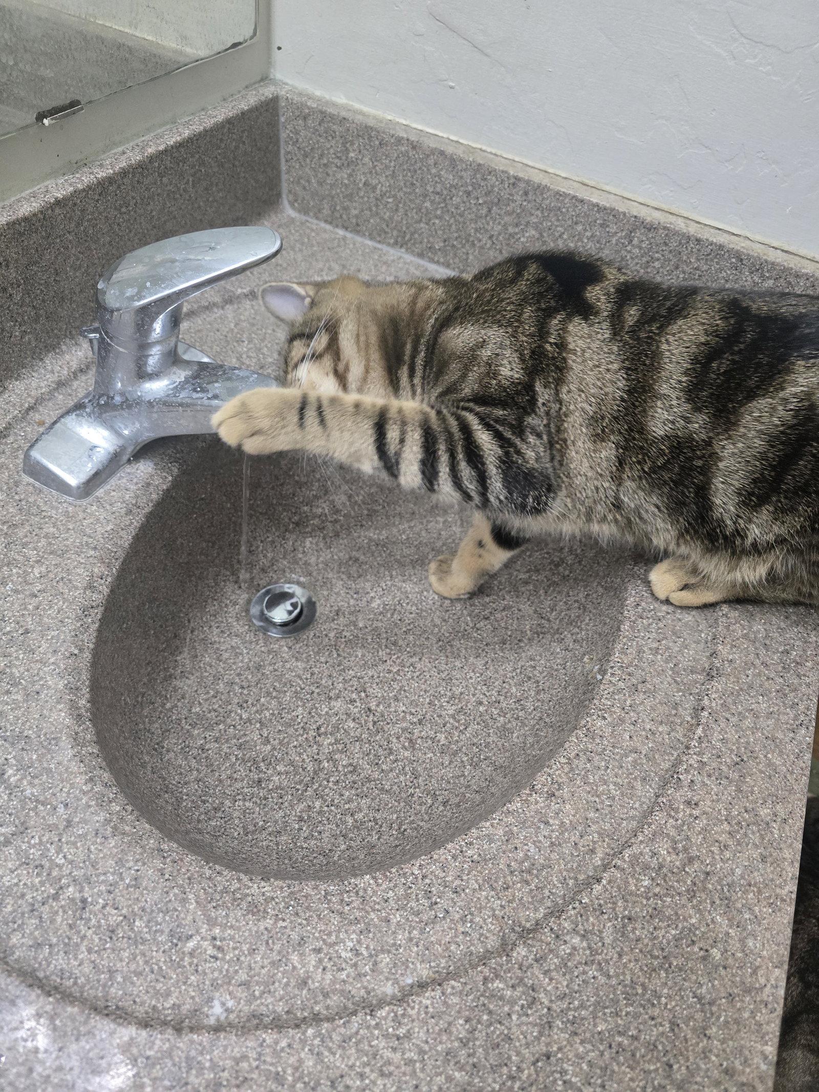 Chico, a Adoptable Domestic Short Hair in Glendale, AZ image 2/3