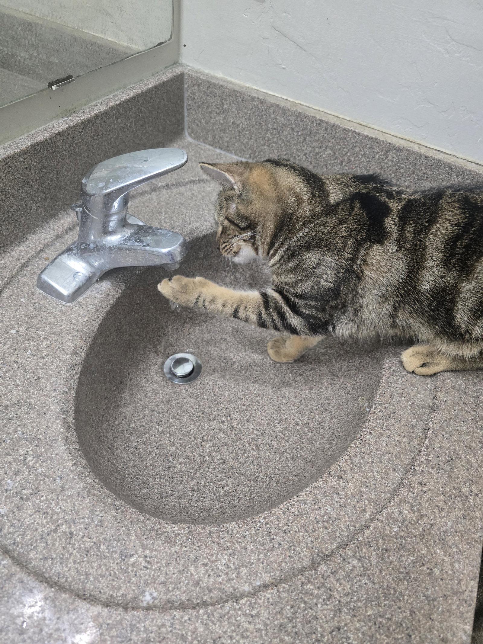 Chico, a Adoptable Domestic Short Hair in Glendale, AZ image 3/3